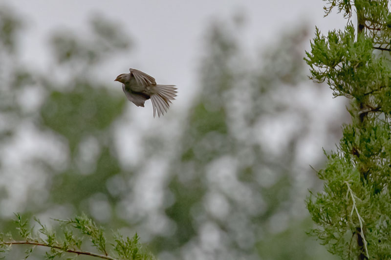 Leaving the Perch