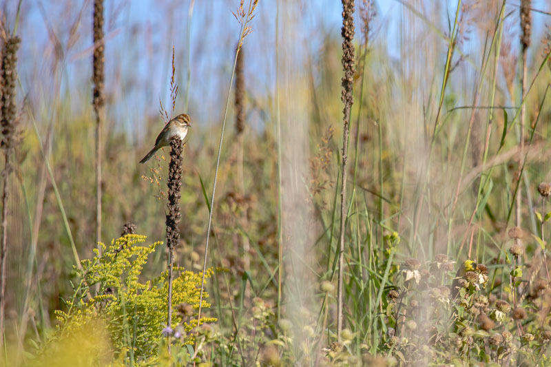 Prairie Perch