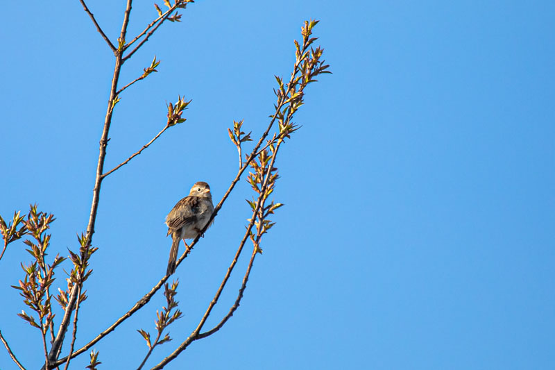 Morning Singer