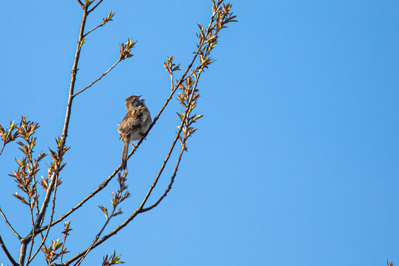 Singing into Open Sky