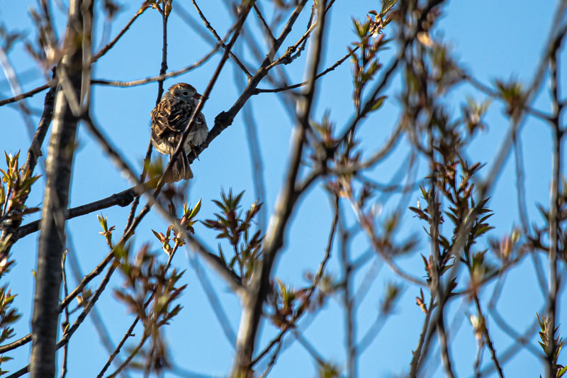 Through the Branches