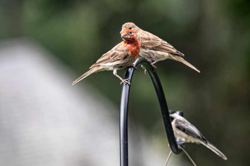 House Finch Pair — Garden Perch