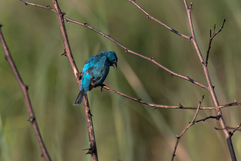 Male Indigo Bunting looking downward from a thorny branch toward the grass below