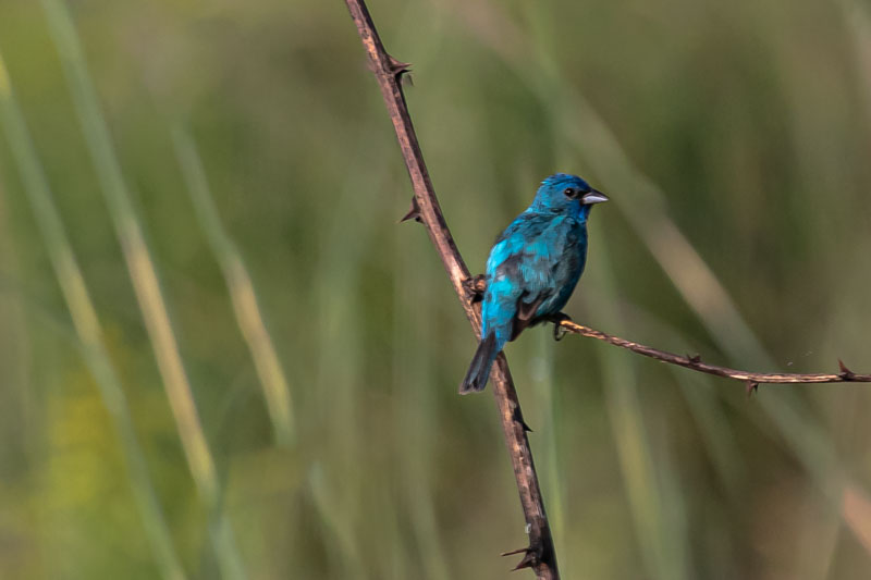 Male Indigo Bunting perched in side profile against softly blurred meadow grasses