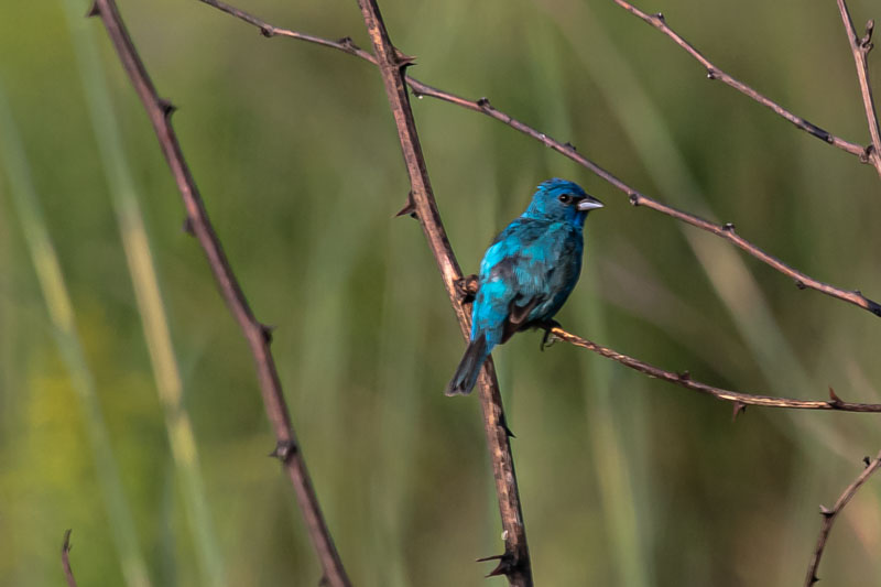 Male Indigo Bunting surrounded by crossing thorny stems at the edge of a green meadow