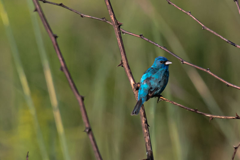 Indigo Bunting