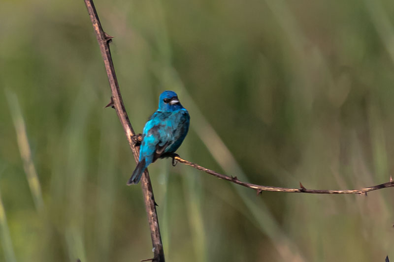 Male Indigo Bunting turning toward the camera from a thorny wetland stem