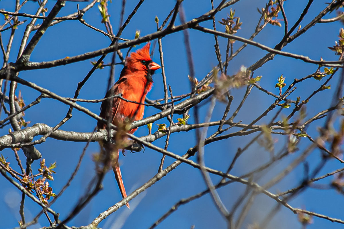 A Northern Cardinal perches on a branch in early morning light