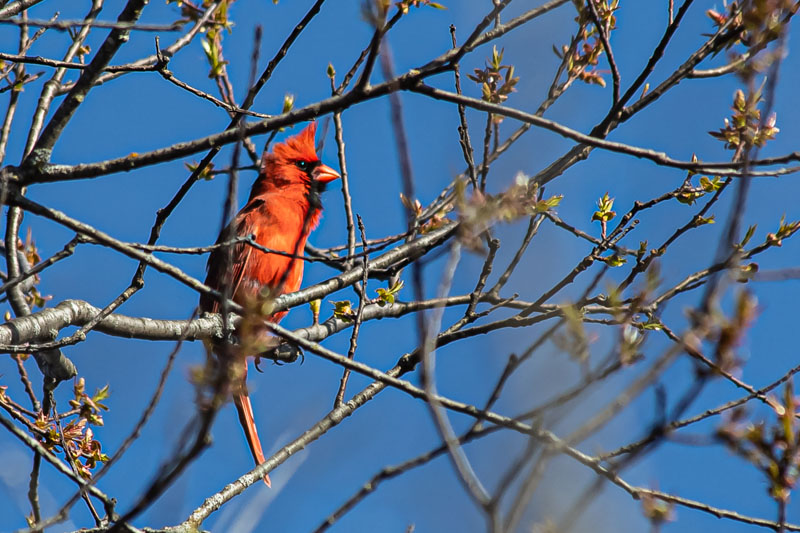 Northern Cardinal — Spring Perch