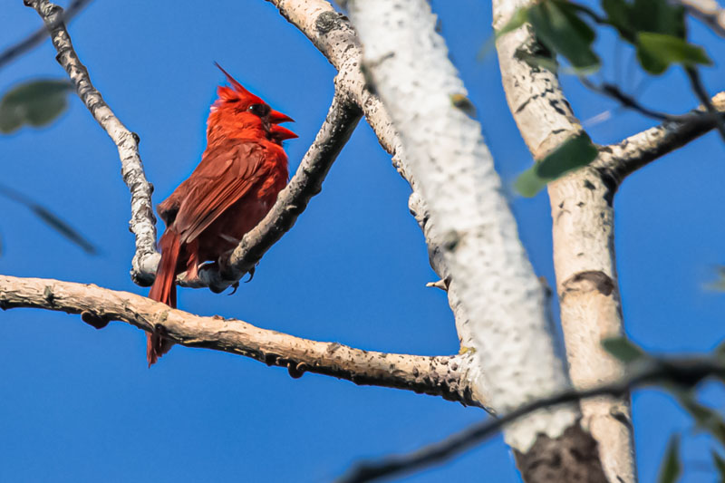 Calling from the Branch