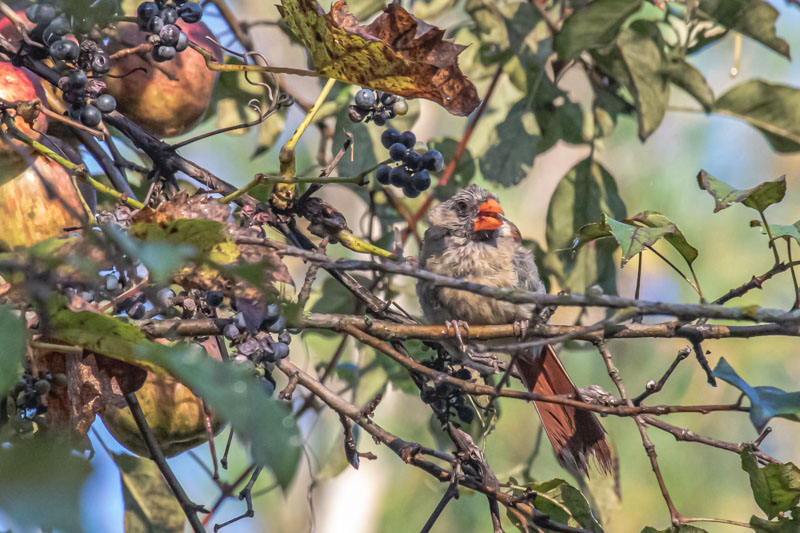Female Northern Cardinal — Feeding