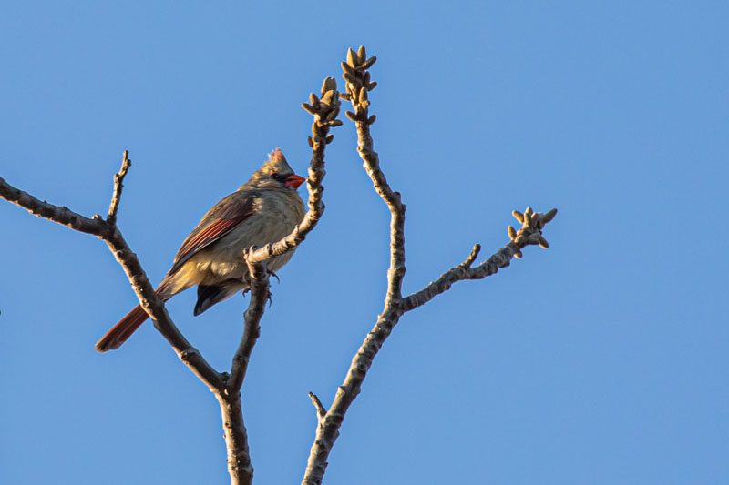 High Perch — First Light