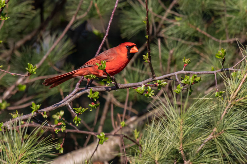 Between Bud and Needle