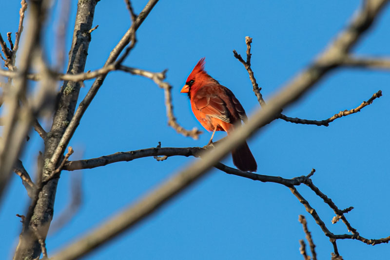 Northern Cardinal in morning light