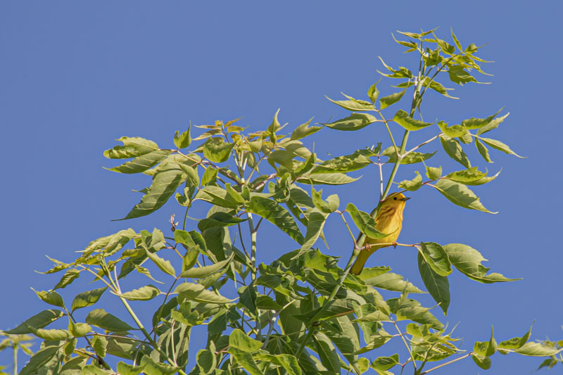 Northern Yellow Warbler perched on a branch with bright yellow plumage