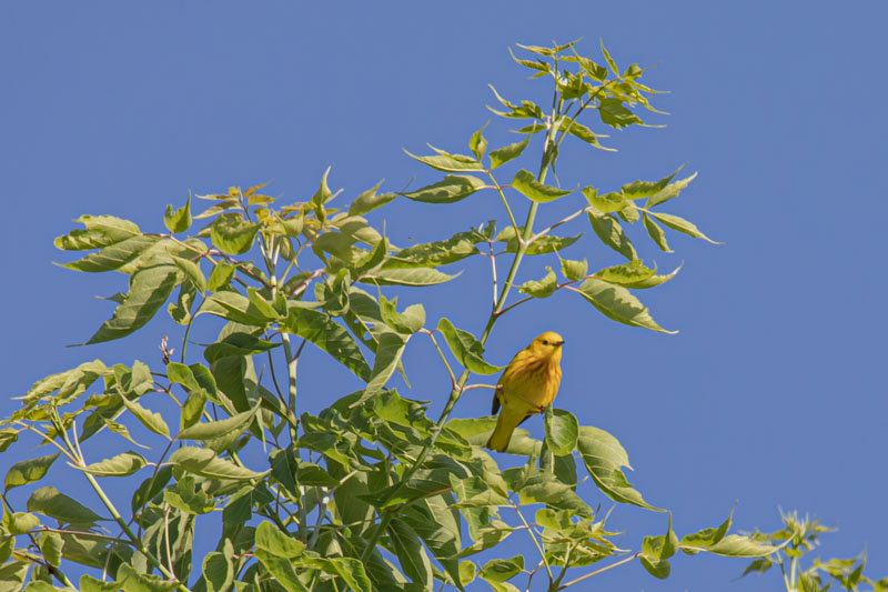 Northern Yellow Warbler perched on a branch with bright yellow plumage