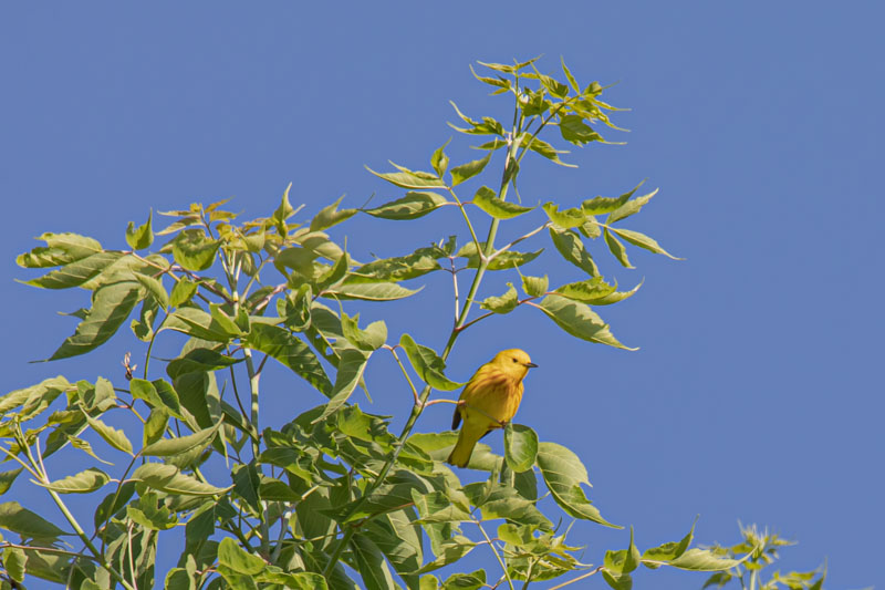Northern Yellow Warbler perched on a branch with bright yellow plumage