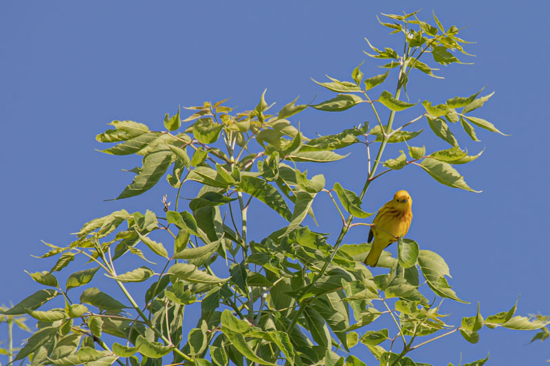 Northern Yellow Warbler perched on a branch with bright yellow plumage