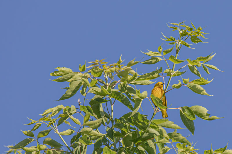 Northern Yellow Warbler perched on a branch with bright yellow plumage