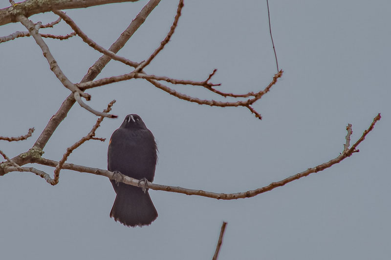 Red-winged Blackbird perched on a bare branch