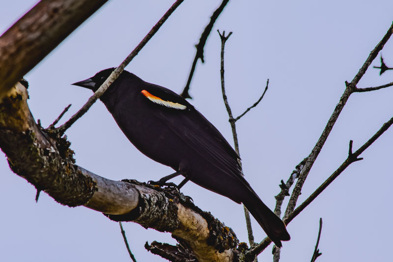 Red-winged Blackbird perched on a bare branch