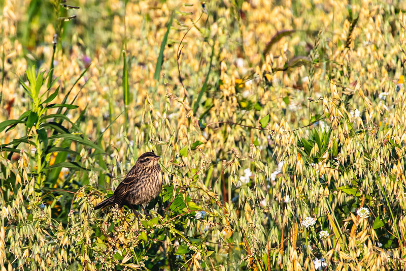 Female Red-winged Blackbird in golden meadow