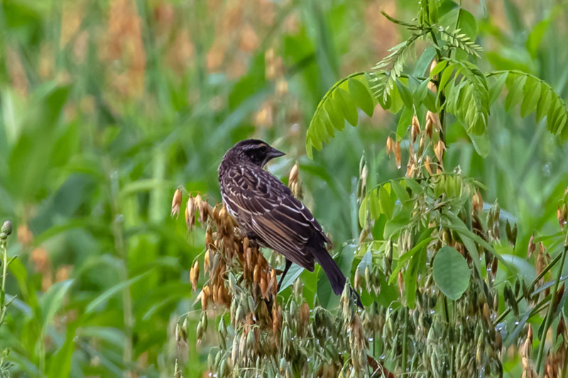 Female Red-winged Blackbird among seed heads