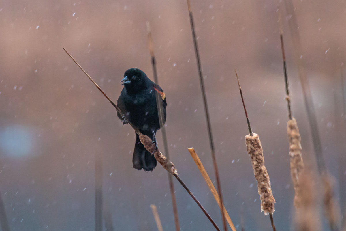 Red-winged Blackbird perched among cattails during a spring snowfall