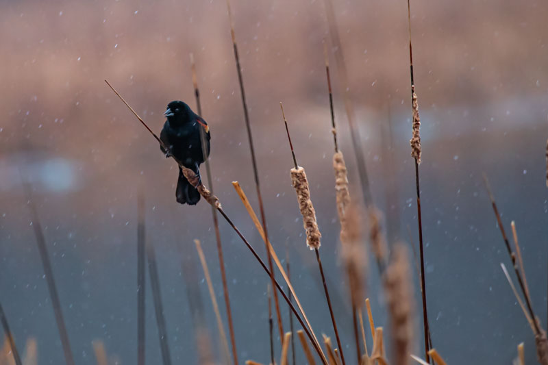 Red-winged Blackbird — First Spring Snow