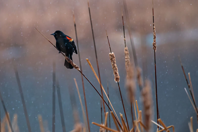 Side Profile — Quiet Watch