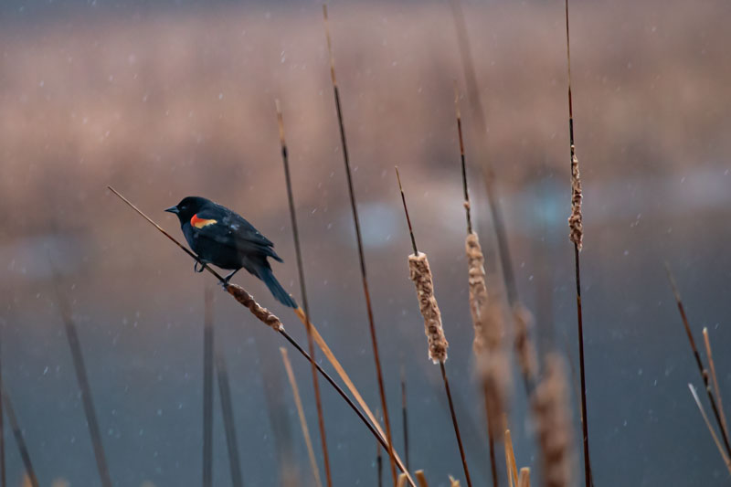 Fleeting Flash of Color