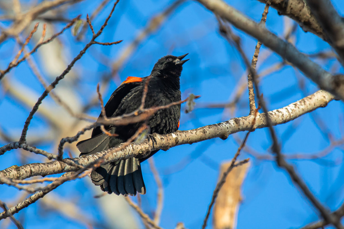 Calling from the Branch