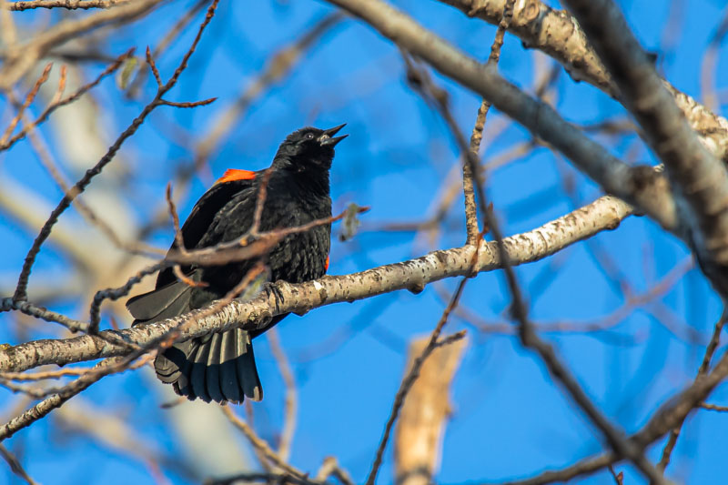 Calling from the Branch
