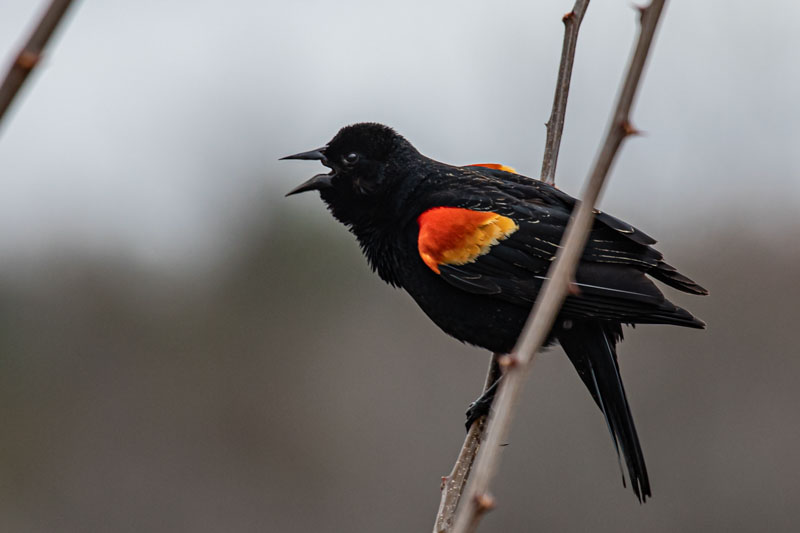 Red-winged Blackbird calling close range