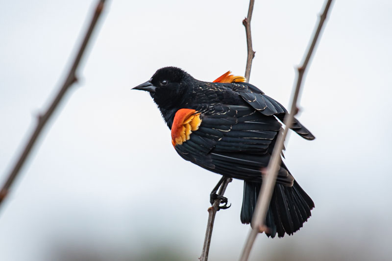 Red-winged Blackbird plumage detail
