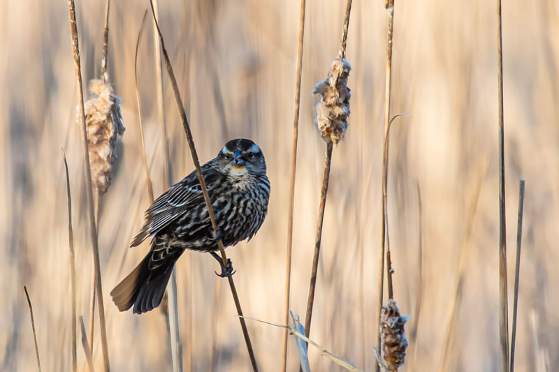 Among the Cattails