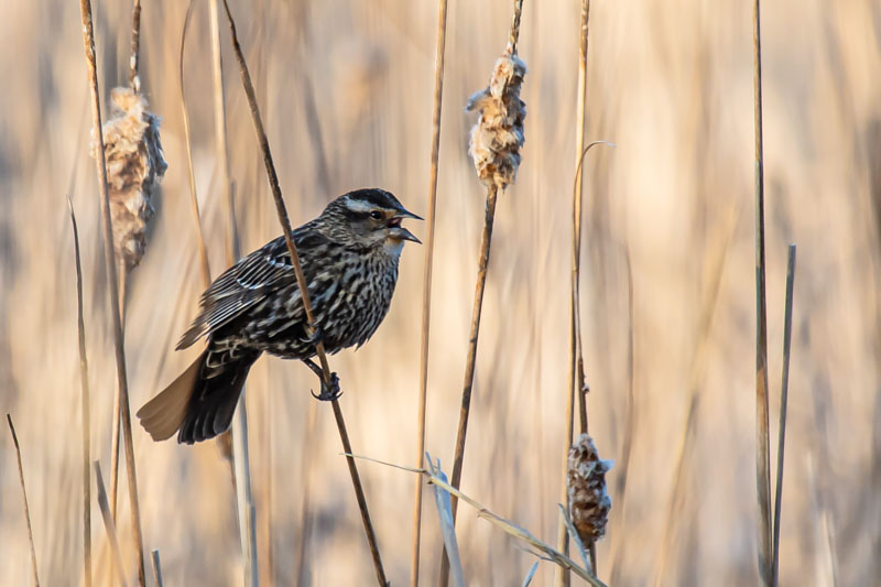 Calling from the Reeds