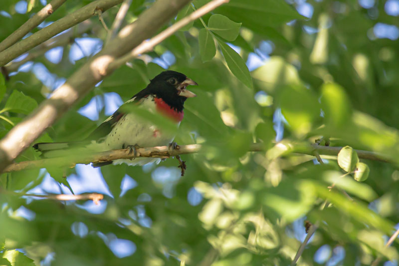 A brief opening in the leaves catches the grosbeak mid-song.
