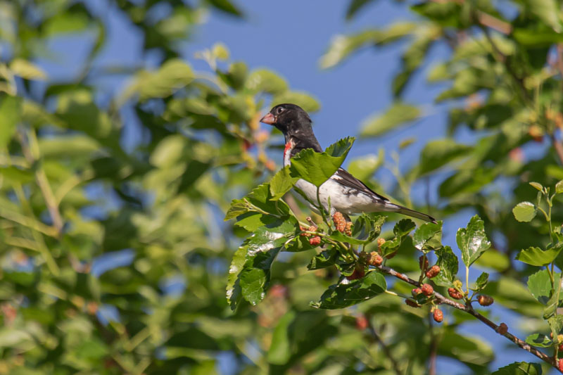 Among Fruiting Branches