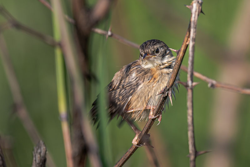 Front-facing Sedge Wren with damp rumpled feathers among thorny stems