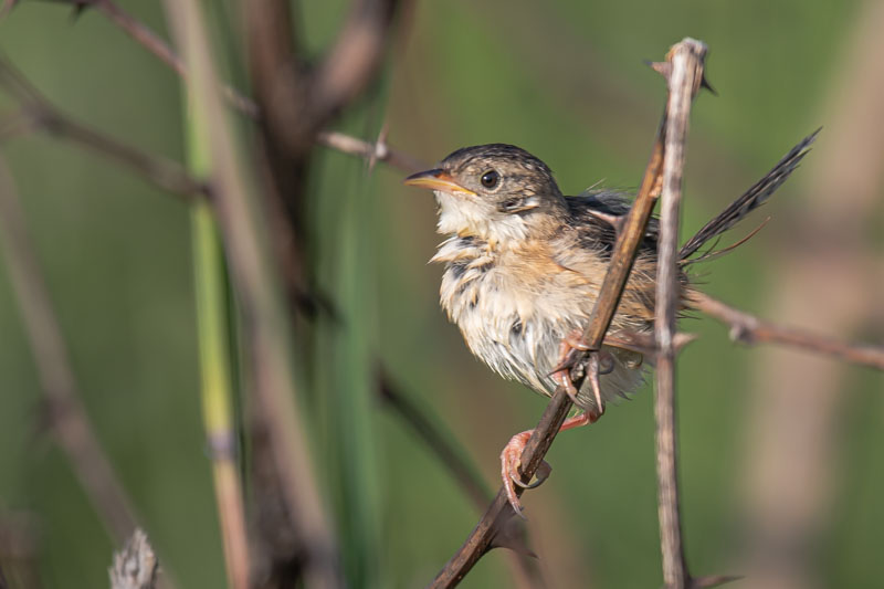 Wet Sedge Wren lifting its throat feathers while perched among marsh stems