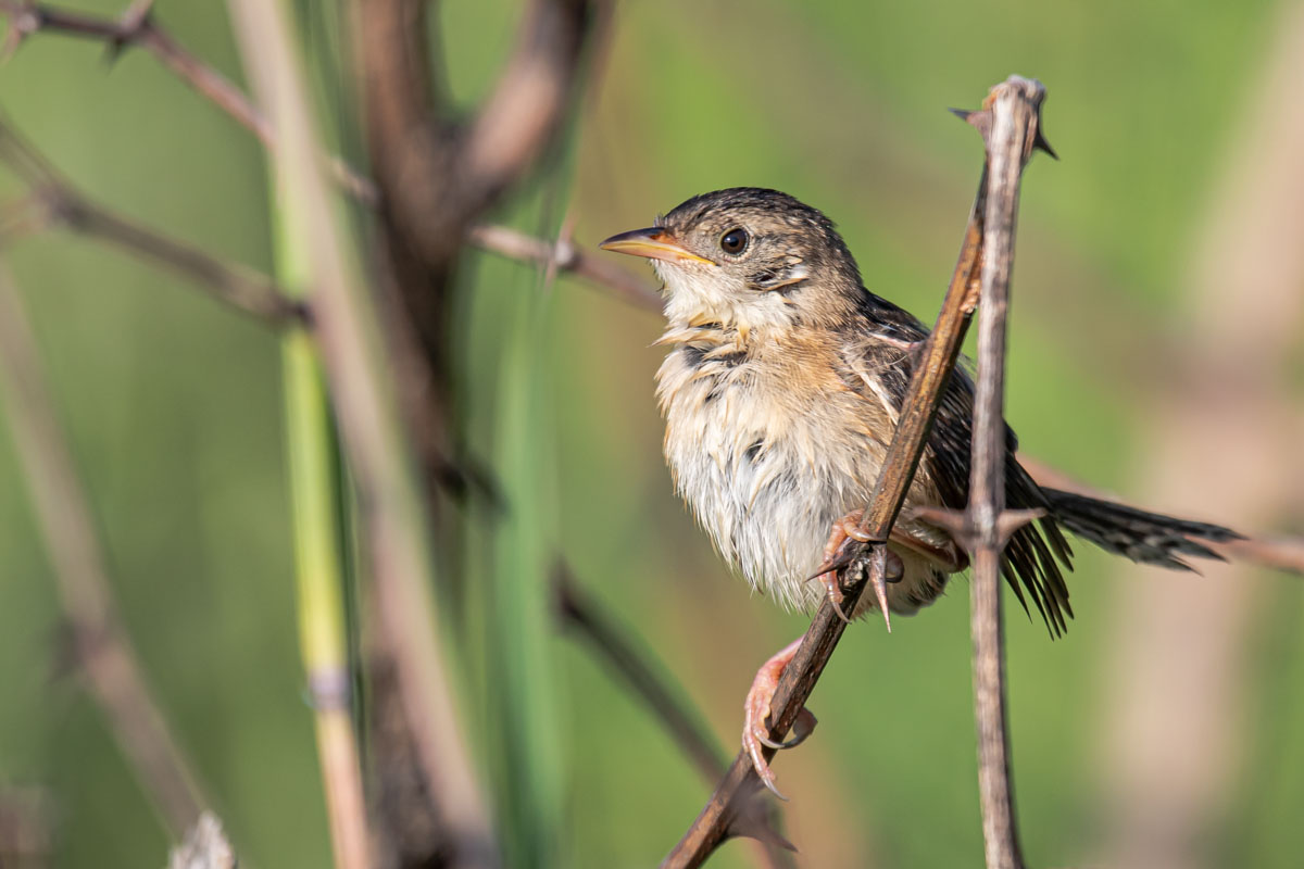 Damp Sedge Wren in side profile with a bright eye and sharply detailed feet