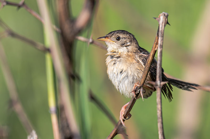 Sedge Wren