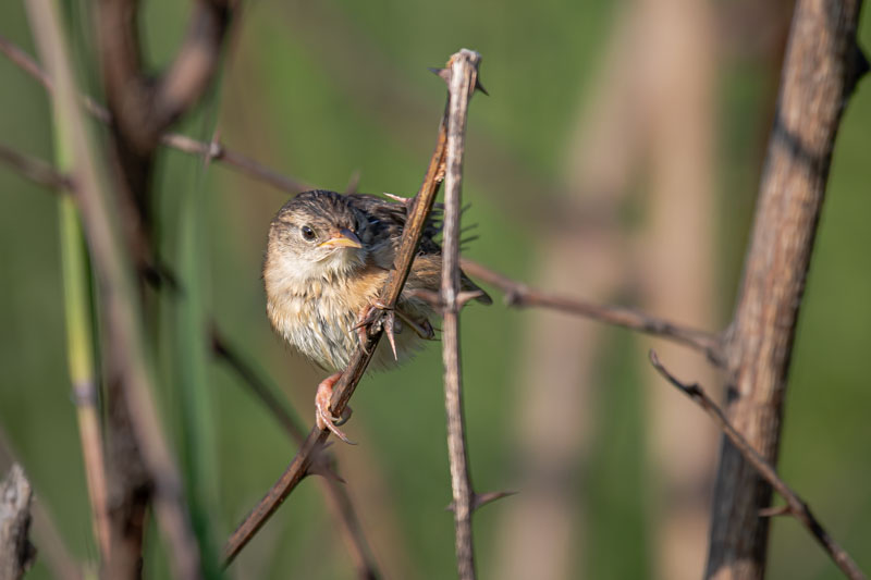 Damp Sedge Wren facing forward between vertical thorny stems