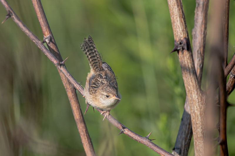 Sedge Wren looking downward from a diagonal thorny perch