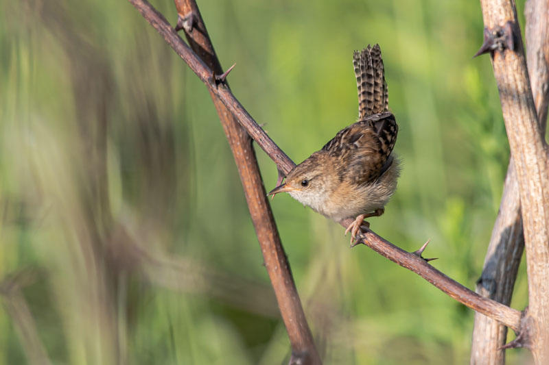 Sedge Wren leaning forward on a thorny stem with its barred tail raised
