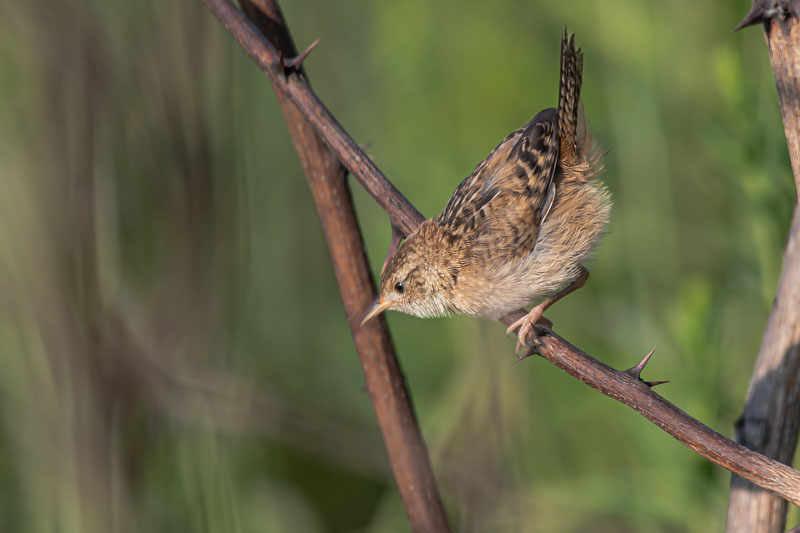 Sedge Wren angled downward along a thorny branch with its tail held upright