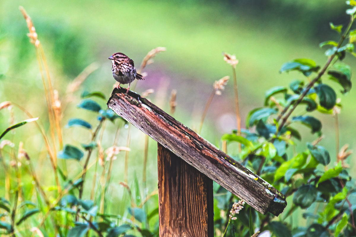 Song Sparrow perched on a slanted fence post in a green field