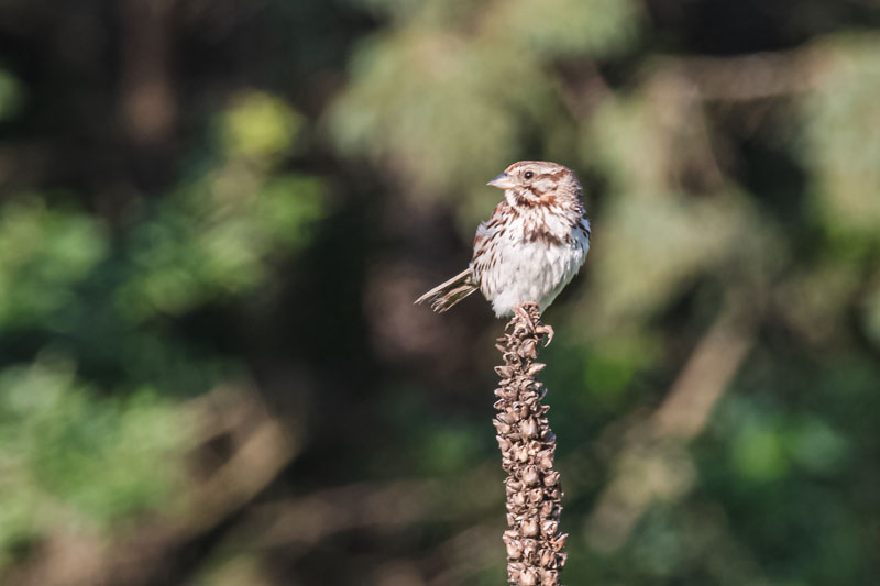 Song Sparrow in Soft Light