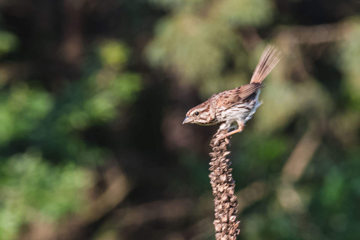 Song Sparrow perched on a dried seed stalk in softer light